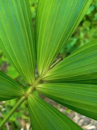 Close-up of green leaves