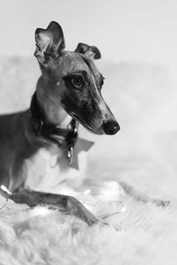 Close-up of dog in winter