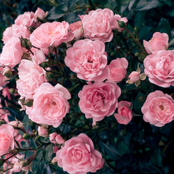 Close-up of pink roses