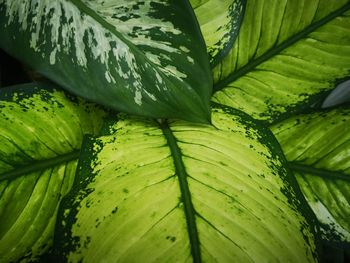 Full frame shot of green leaves and gorgous plan