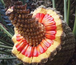 Close-up of flower blooming outdoors