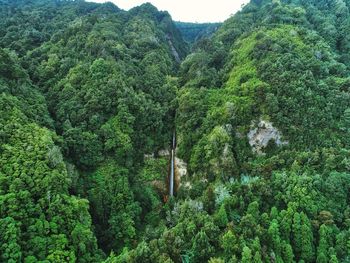 Scenic view of forest