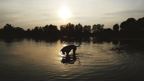 Silhouette duck swimming in lake