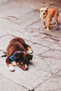 High angle view of dog on footpath