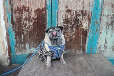 Portrait of dog sitting on wooden door