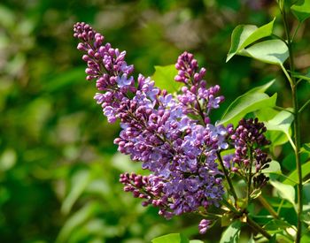 Close-up of purple flowering plant