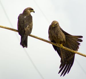 Low angle view of birds perching on tree