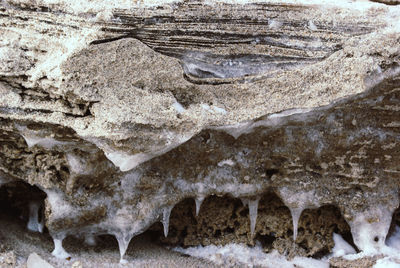 View of an animal in winter