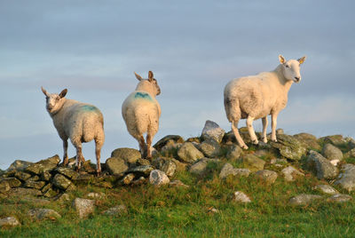 Three sheep standing on remains of a stone wall