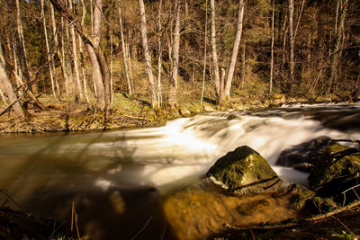 Scenic view of stream flowing in forest