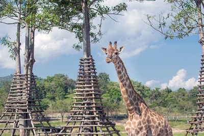 Portrait of giraffe standing by trees against sky