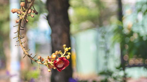 Close-up of red flowering plant against blurred background