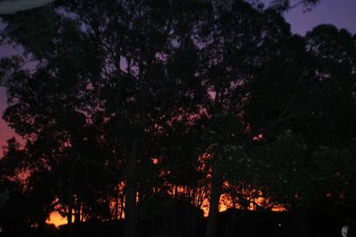 Scenic view of trees against sky