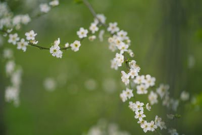 Close-up of white flowering plant