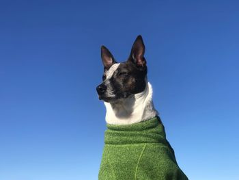 Low angle view of dog against blue sky