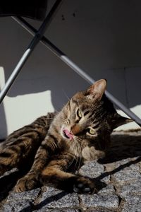 Close-up of a cat resting