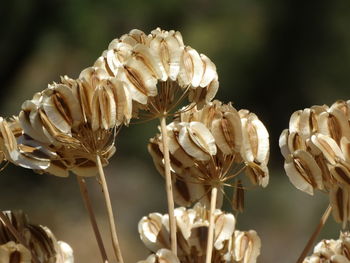 Close-up of white flowers