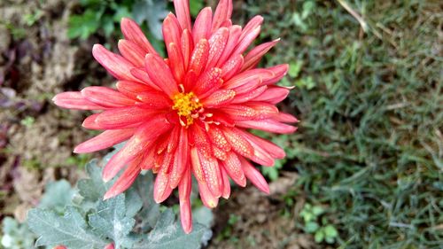 Close-up of flower blooming outdoors