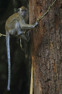 Close-up of lizard on tree trunk