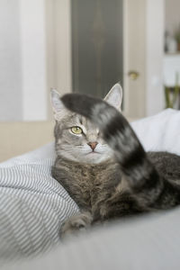 Close-up of cat lying on bed at home