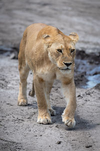 Lioness walking down sandy track with cub