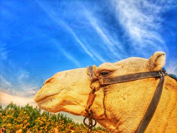 Close-up of a horse against the sky