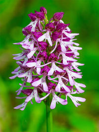 Close-up of purple flowering plant