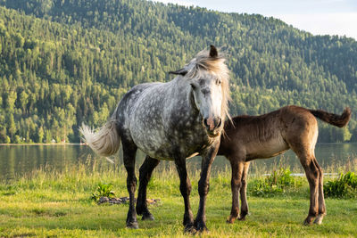 Cute mare with foal grazing on lakeshore. 