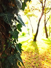 Trees growing on field