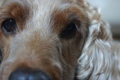 Close-up of a dog looking away