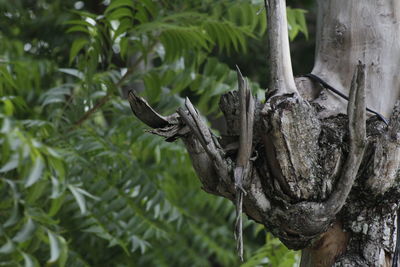 Close-up of tree trunk