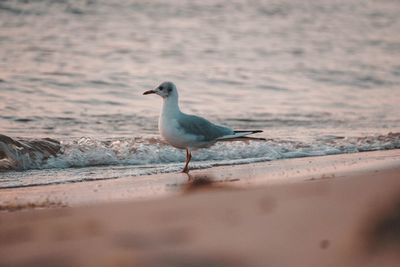 Seagull perching on a beach