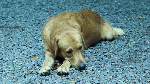 High angle view of a dog resting