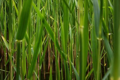 Close-up of stalks in field