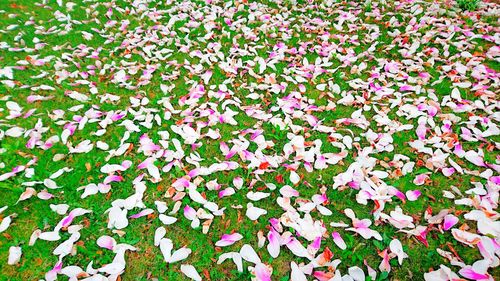 Close-up of pink flowers blooming outdoors