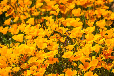 Close-up of yellow flowering plants on field