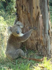 Close-up of lion sitting on tree