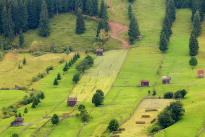 High angle view of trees on field