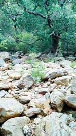 View of stream in forest