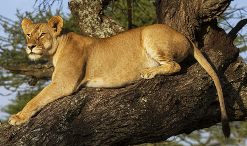 Cat relaxing on tree trunk