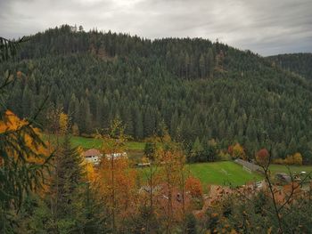 Plants and trees on field against sky