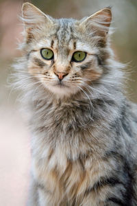 Close-up portrait of cat