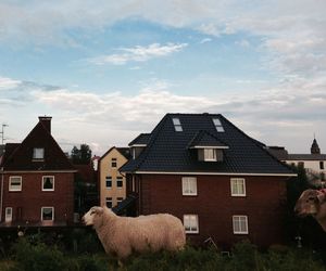 Cow standing against cloudy sky