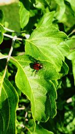 Close-up of insect on plant