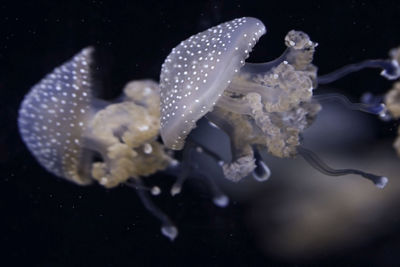 Close-up of jellyfish swimming in sea