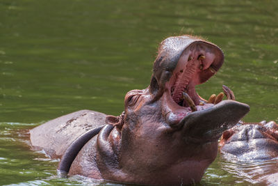 Hippos are among the largest living land mammals, 