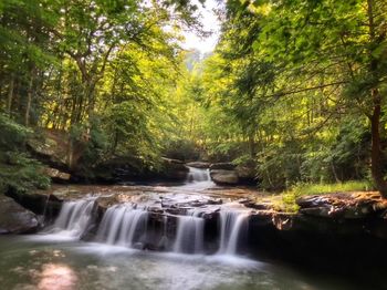 Scenic view of waterfall in forest