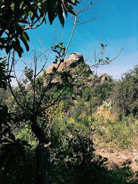 Trees growing in forest against sky