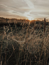Close-up of dry grass on field against sky during sunset