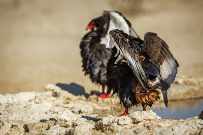 Close-up of bird